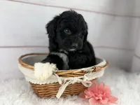 Pepper, a female Miniature Aussiedoodle for sale in Houston, TX – Photo 3 of 3