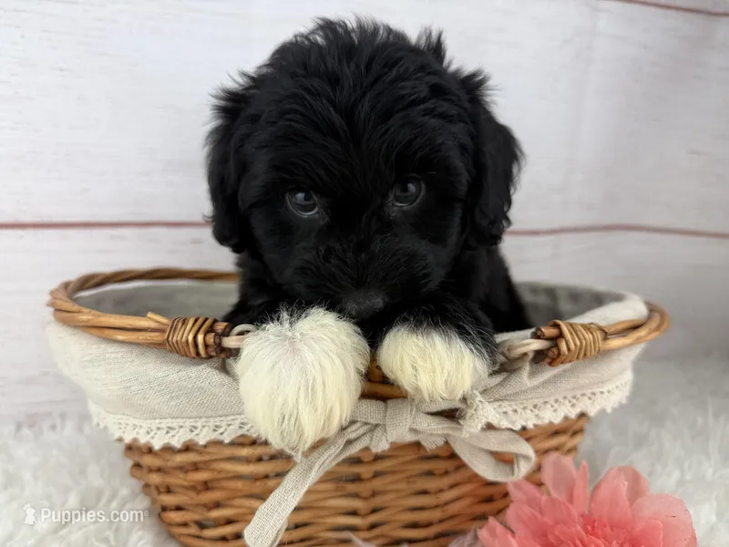 Pepper – Miniature Aussiedoodle puppy for sale in Houston, TX