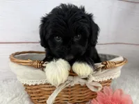 Pepper, a female Miniature Aussiedoodle for sale in Houston, TX – Photo 1 of 3