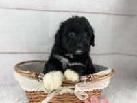 Pepper, a female Miniature Aussiedoodle for sale in Houston, TX – Photo 2 of 3