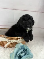 Pluto, a male Miniature Aussiedoodle for sale in Houston, TX – 1 of 4