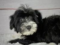 Flint, a male Havapoo for sale in Houston, TX – 3 of 4
