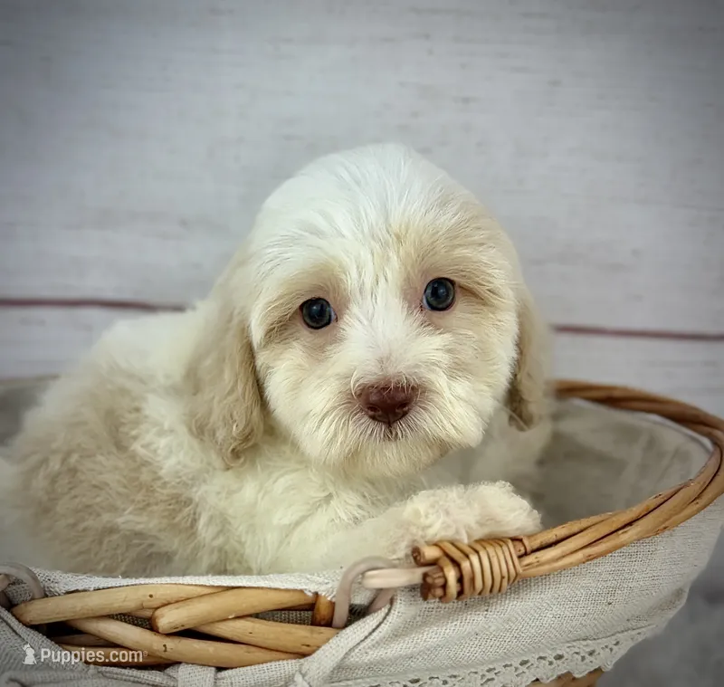 Chief – Havapoo puppy for sale in Houston, TX