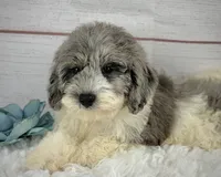 Tracker, a male Poochon for sale in Houston, TX – 3 of 4