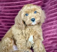 Tobias, a male Cavapoo for sale in Houston, TX – 3 of 5