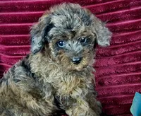 Woody, a male Poodle - Toy  for sale in Houston, TX – 3 of 3