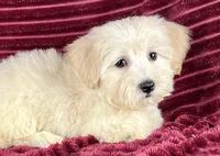 Biscotti, a female Maltipoo for sale in Houston, TX – 8 of 9