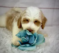 Admiral , a male Havapoo for sale in Houston, TX – 3 of 4