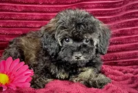 Zinnia , a female Maltipoo for sale in Houston, TX – 2 of 4