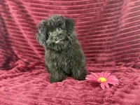 Flora, a female Chihuahua and Poodle - Toy  for sale in Houston, TX – 4 of 6