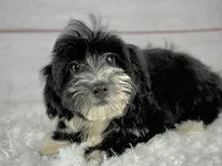 Flint, a male Havapoo for sale in Houston, TX – 4 of 4