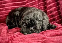 Pluto, a male Poodle - Toy  for sale in Houston, TX – 5 of 5