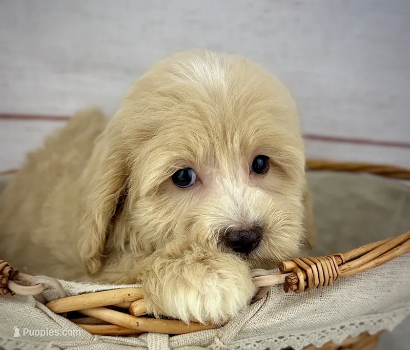 Captain – Havapoo puppy for sale in Houston, TX