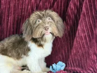 Georgie, a male Havanese for sale in Houston, TX – 4 of 4