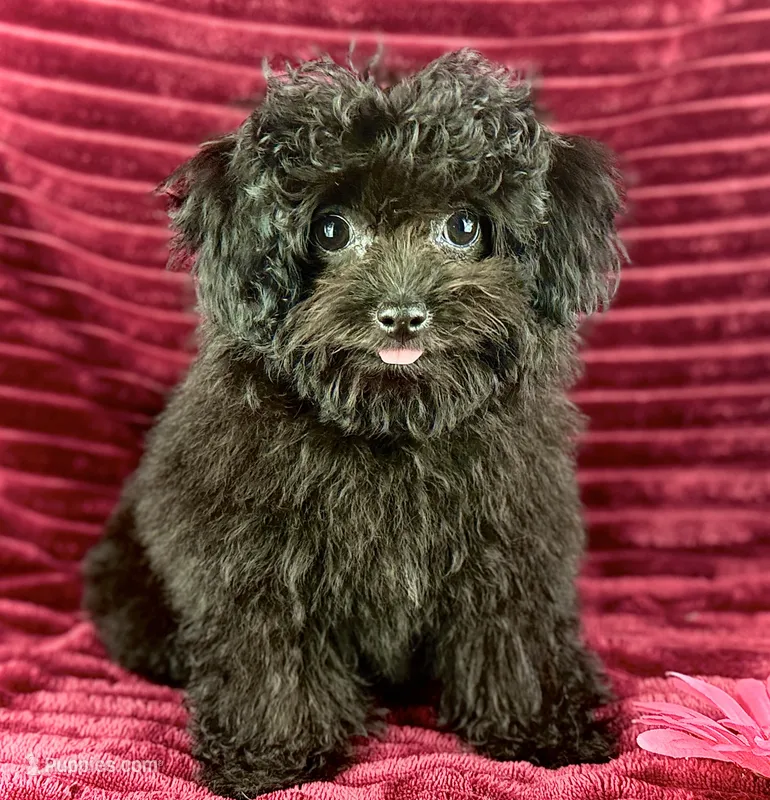 Flora – Chihuahua, Poodle - Toy  puppy for sale in Houston, TX
