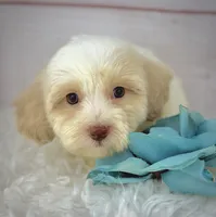 Chief, a male Havapoo for sale in Houston, TX – 2 of 5