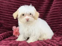 Eve, a female Havanese for sale in Houston, TX – 2 of 4