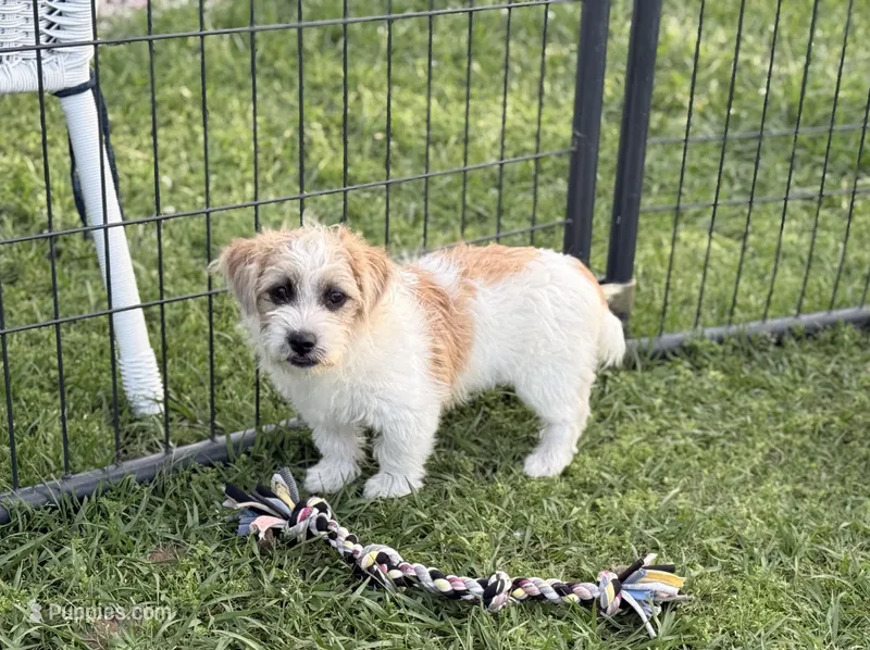 Curly Jack – Jack Russell Terrier, Maltese puppy for sale in Houston, TX