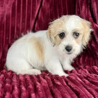 Curly Jack, a male Jack Russell Terrier and Maltese for sale in Houston, TX – Photo 5 of 10