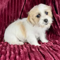 Curly Jack, a male Jack Russell Terrier and Maltese for sale in Houston, TX – Photo 4 of 10