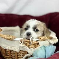 Curly Jack, a male Jack Russell Terrier and Maltese for sale in Houston, TX – Photo 10 of 10