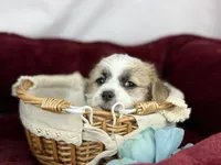 Curly Jack, a male Jack Russell Terrier and Maltese for sale in Houston, TX – Photo 4 of 4