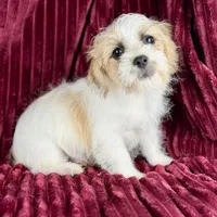 Curly Jack, a male Jack Russell Terrier and Maltese for sale in Houston, TX – Photo 1 of 10