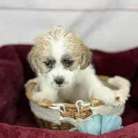 Curly Jack, a male Jack Russell Terrier and Maltese for sale in Houston, TX – Photo 8 of 10
