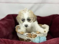 Curly Jack, a male Jack Russell Terrier and Maltese for sale in Houston, TX – Photo 2 of 4