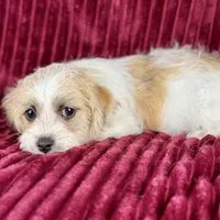 Curly Jack, a male Jack Russell Terrier and Maltese for sale in Houston, TX – Photo 3 of 10