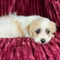 Curly Jack, a male Jack Russell Terrier and Maltese for sale in Houston, TX – Photo 2 of 10