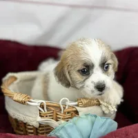 Curly Jack, a male Jack Russell Terrier and Maltese for sale in Houston, TX – Photo 9 of 10