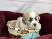 Curly Jack, a male Jack Russell Terrier and Maltese for sale in Houston, TX – Photo 3 of 4