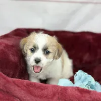 Curly Jack, a male Jack Russell Terrier and Maltese for sale in Houston, TX – Photo 7 of 10