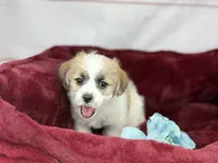 Curly Jack, a male Jack Russell Terrier and Maltese for sale in Houston, TX – Photo 1 of 4