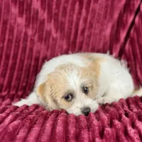 Curly Jack, a male Jack Russell Terrier and Maltese for sale in Houston, TX – Photo 6 of 10