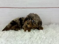 Faith, a female Cavapoo for sale in Houston, TX – 3 of 8