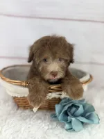 Jax, a male Havapoo for sale in Houston, TX – 3 of 4