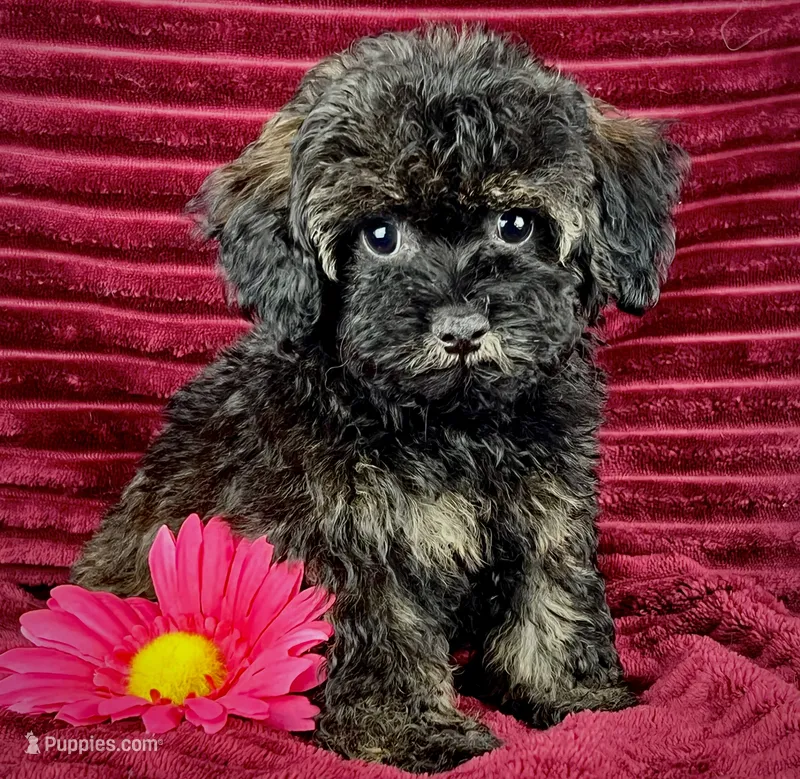 Zinnia  – Maltipoo puppy for sale in Houston, TX