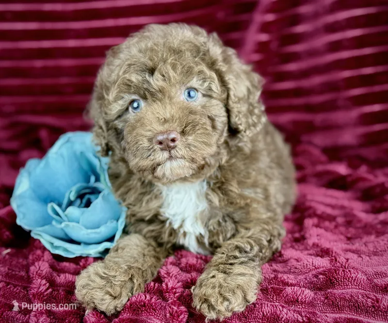 Mickey – Poodle - Miniature  puppy for sale in Houston, TX
