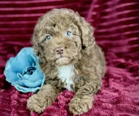 Mickey, a male Poodle - Miniature  for sale in Houston, TX – 1 of 3