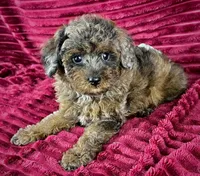 Woody, a male Poodle - Toy  for sale in Houston, TX – 2 of 3