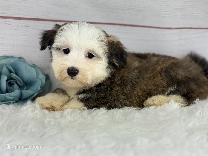 Odie – Havanese puppy for sale in Houston, TX