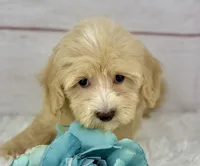Captain, a male Havapoo for sale in Houston, TX – 3 of 7