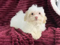 Eve, a female Havanese for sale in Houston, TX – 4 of 4
