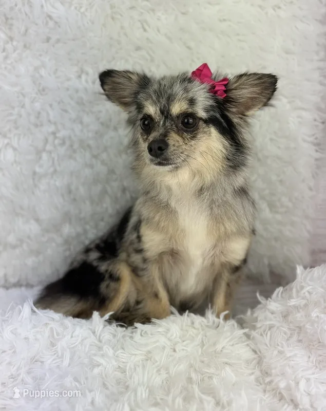 Zara – Chihuahua puppy for sale in Houston, TX