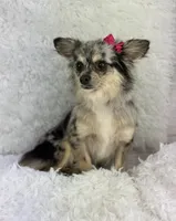 Zara, a female Chihuahua for sale in Houston, TX – 1 of 2