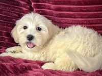 Biscotti, a female Maltipoo for sale in Houston, TX – 3 of 9