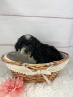 Opal, a female Havapoo for sale in Houston, TX – 2 of 6
