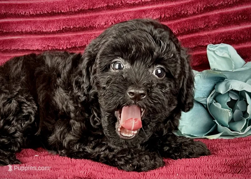 Pluto – Poodle - Toy  puppy for sale in Houston, TX